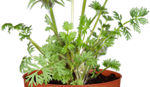 Pulsatilla vulgaris