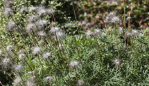 Pulsatilla vulgaris