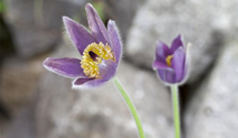 Pulsatilla vulgaris