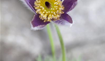 Pulsatilla vulgaris