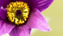Pulsatilla vulgaris