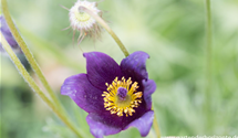 Pulsatilla vulgaris