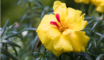 Portulaca grandiflora