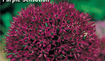 Allium aflatunense 'Purple Sensation'