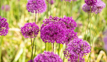 Allium aflatunense 'Purple Sensation'