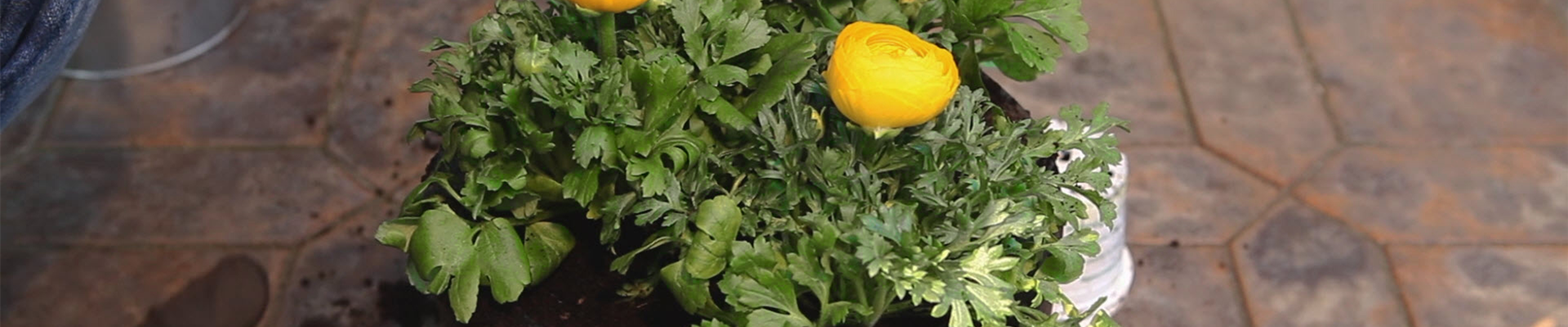 Ranunkeln - Einpflanzen in ein Gefäß (thumbnail) Ranunkeln - Einpflanzen in ein Gefäß (thumbnail)