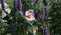 Agastache rugosa 'Black Adder'®