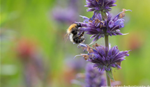 Agastache rugosa 'Black Adder'®