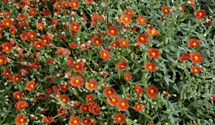 Helianthemum cultorum 'Henfield Brilliant'