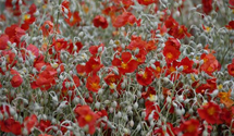Helianthemum cultorum 'Henfield Brilliant'