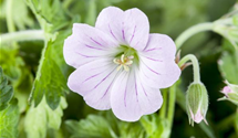 Geranium 'Dreamland'(s)