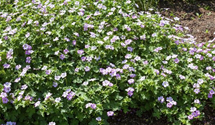 Geranium 'Dreamland'(s)