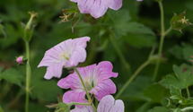 Geranium 'Dreamland'(s)