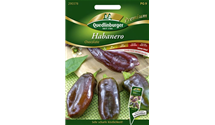 Capsicum chinense 'Chocolate'