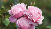 Rosa 'Dieter Müller'®