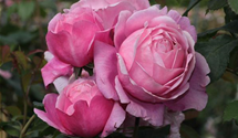 Rosa 'Dieter Müller'®