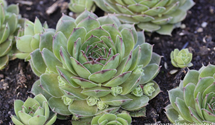 Sempervivum marmoreum 'Smaragd'