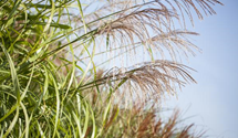 Miscanthus sinensis 'Zwergelefant'