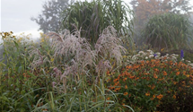 Miscanthus sinensis 'Zwergelefant'