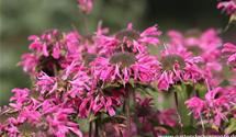Monarda fistulosa 'Marshall´s Delight'