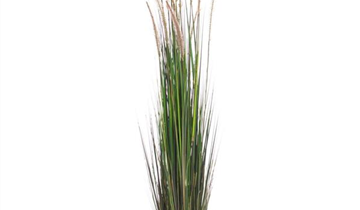 fleur ami ZWIEBELGRAS