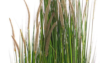 fleur ami ZWIEBELGRAS