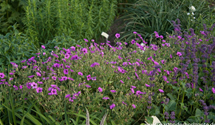 Geranium psilostemon 'Patricia'
