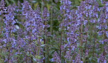 Nepeta grandiflora 'Bramdean'