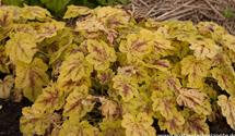Heucherella