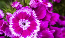 Dianthus barbatus
