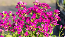 Arabis caucasica 'Little Treasure Rose'