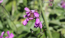 Arabis caucasica 'Little Treasure Rose'