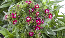 Dianthus barbatus