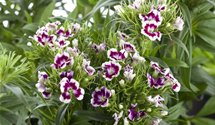 Dianthus barbatus