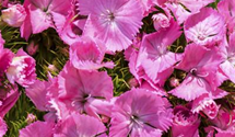 Dianthus barbatus