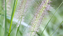 Pennisetum alopecuroides 'Cassian'