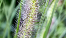 Pennisetum alopecuroides 'Cassian'