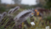 Pennisetum alopecuroides 'Cassian'