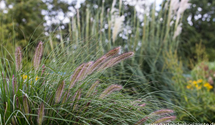 Pennisetum alopecuroides 'Cassian'