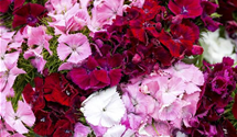 Dianthus barbatus