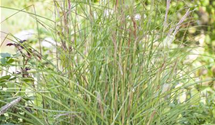 Miscanthus sinensis 'Kleine Fontäne'