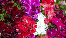 Dianthus barbatus