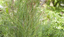 Miscanthus sinensis 'Kleine Fontäne'