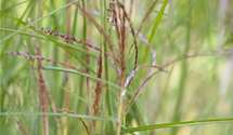 Miscanthus sinensis 'Kleine Fontäne'