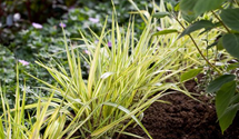 Hakonechloa macra 'Aureola'