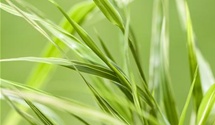 Hakonechloa macra 'Aureola'