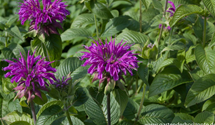 Monarda fistulosa 'Prärienacht'