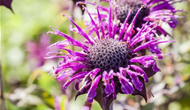 Monarda fistulosa 'Prärienacht'