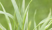 Hakonechloa macra 'Aureola'