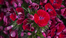 Dianthus barbatus